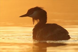 Great Crested Grebe (Podiceps cristatus)