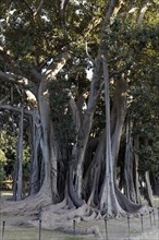 Moreton Bay Fig (Ficus macrophylla) with aerial roots