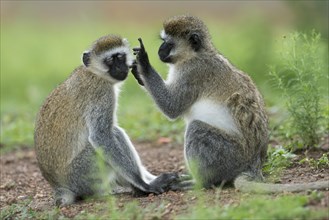 Vervet monkey (Chlorocebus) grooming