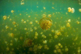 Golden Medusas or Papuan Jellyfish (Papua Mastigias)