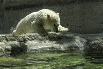 Polar Bear (Ursus maritimus) cub leaping into water