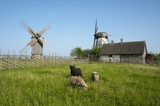 Sheep grazing in front of windmills