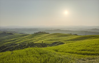 Hilly landscape of the Crete Senesi