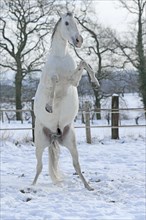 Andalusian in the snow
