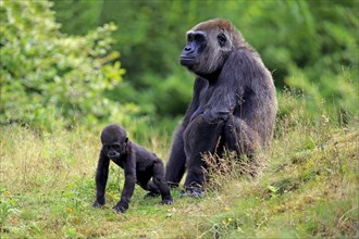 Western Lowland Gorilla (Gorilla gorilla gorilla)