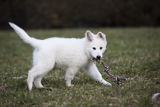 White Shepherd puppy playing with dog toy