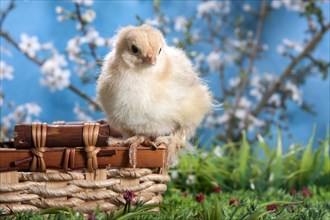 Domestic fowl chick