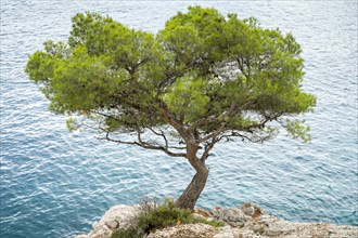 Pine tree (Pinus) growing on a ledge above the sea