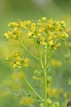 Common Rue or Herb-of-grace (Ruta graveolens)