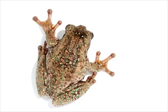 Peron's Tree Frog (Litoria peronii)
