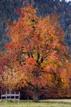 Apple tree in autumn