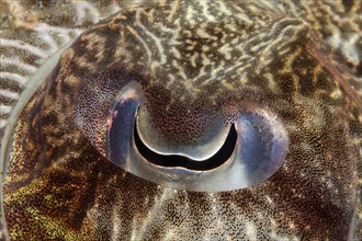 Eye of a Broadclub Cuttlefish (Sepia latimanus)