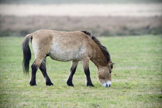 Przewalski's Horse (Equus ferus przewalskii)