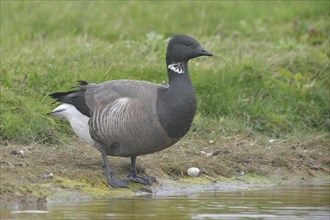 Brant Goose (Branta bernicla)