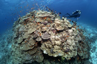 Scuba Diver looking at a large stone coral with Anthias (Anthiadinae)