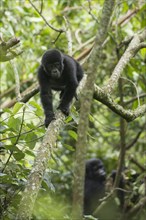Mountain gorillas (Gorilla beringei beringei)