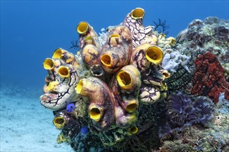 Colony of Polycarpa-Sea Squirts (Polycarpa aurata) on a coral reef