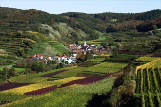 A wine village and cultural landscape in autumn