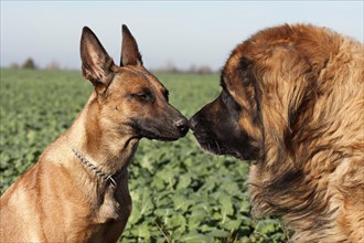 Belgian Shepherd Dog and Leonberger sniffing each other
