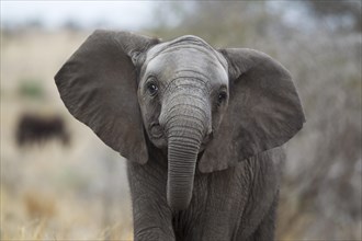 African Elephant (Loxodonta africana)