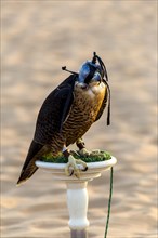 Gyrfalcon(Falco rusticolus)