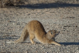 Mongoose (Cynictis penicillata)