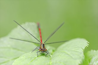 Large Red Dragonfly (Pyrrhosoma nymphula)