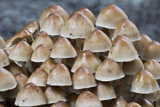 Clustered Brittlestem mushroom (Psathyrella mulitipedata)