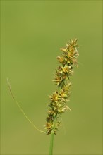 False Fox-sedge (Carex otrubae)