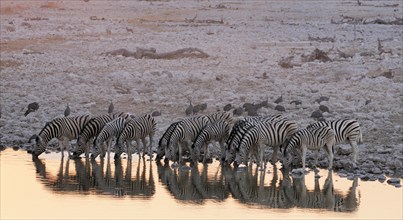 Burchell's zebras (Equus quagga burchelli) at the waterhole of Okaukuejo