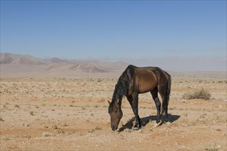 Wild horse in the Namib Desert