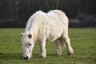 White mini Shetland pony