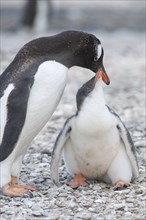 Gentoo Penguin (Pygoscelis papua) feeding young