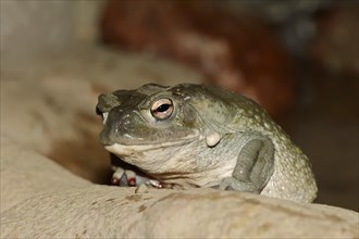 Sonoran Desert Toad (Bufo alvarius)