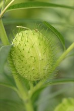 Narrow-leaf Cotton Bush or Milkweed (Gomphocarpus fruticosus