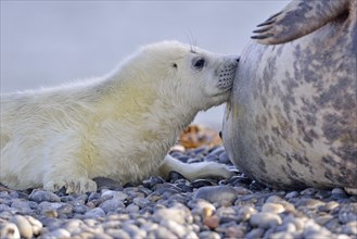 Grey Seal (Halichoerus grypus) pup is suckled by the mother on the beach of the dune of Heligoland