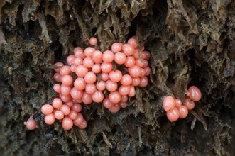 Red Slime Mould (Myxomycet Arcyria)