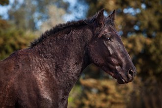Black Menorquin stallion