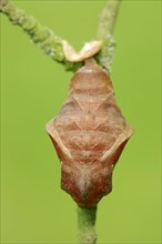Pupa of the Pale Owl or Giant Owl butterfly (Caligo memnon)