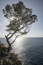 Tree at Cap de Cala Figuera