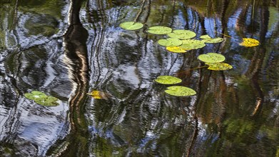Reflection with the leaves of Water Lilies (Nymphaea)