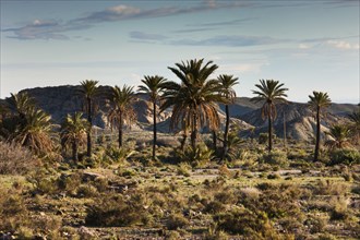 Palm trees in the Tabernas Desert