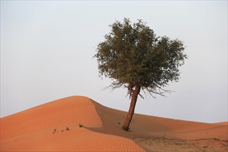 Tree in the Rub' al Khali desert