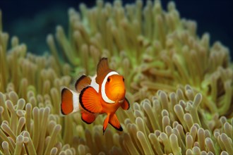 Ocellaris Clownfish or Common Clownfish (Amphiprion ocellaris)