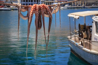 Octopuss drying on a rope