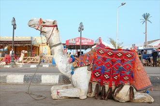 Dromedary or Arabian Camel (Camelus dromedarius) sitting on the street