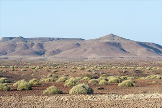Dry open landscape with Damara Milk-bush or Melkbos (Euphorbia damarana) and hills