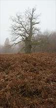 Old Pedunculate Oak or English Oak (Quercus robur)