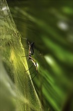 Red-legged Golden Orb-web Spider (Nephila inaurata)