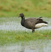 Brant or Brent Goose (Branta bernicla)